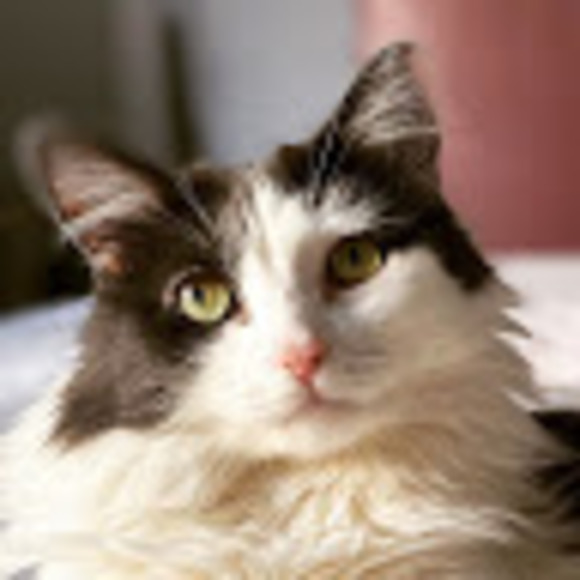 Meet your Posher, Amanda - Picture 1 of 1